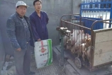 豬場(chǎng)老板說(shuō)：用黑馬料，效益就是好 
