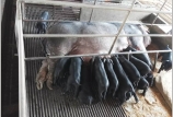 黑馬“無抗”教槽料和保育料在規(guī)?；i場的應(yīng)用實例