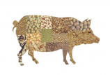 關(guān)于豬飼料品質(zhì)的幾個認識誤區(qū)